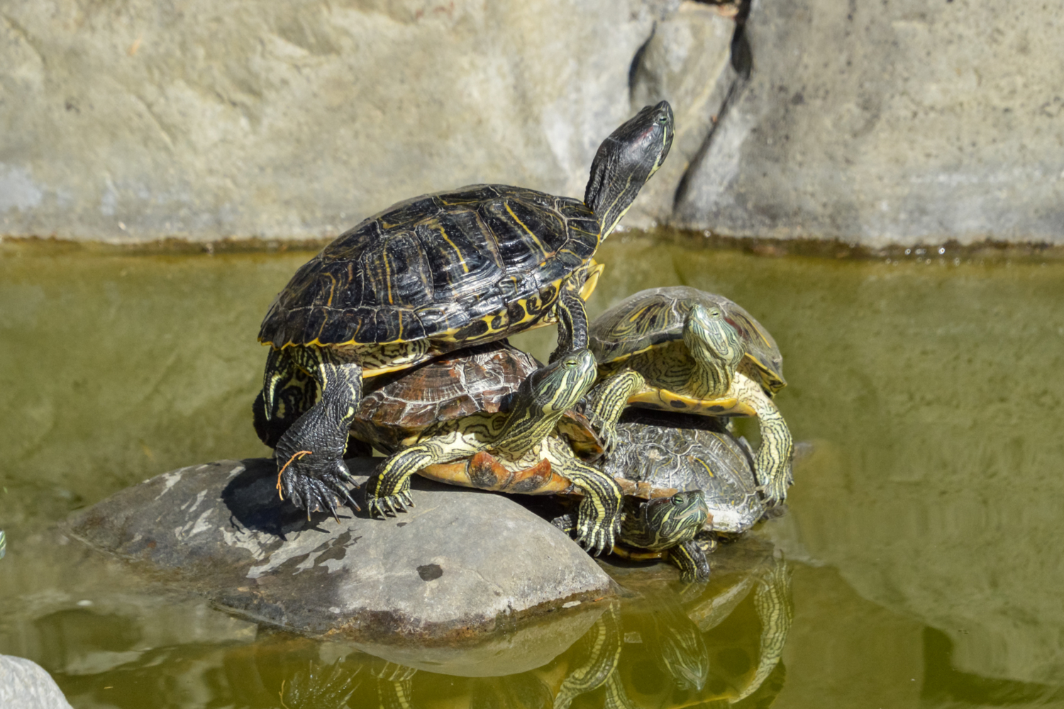 Двойной прессинг