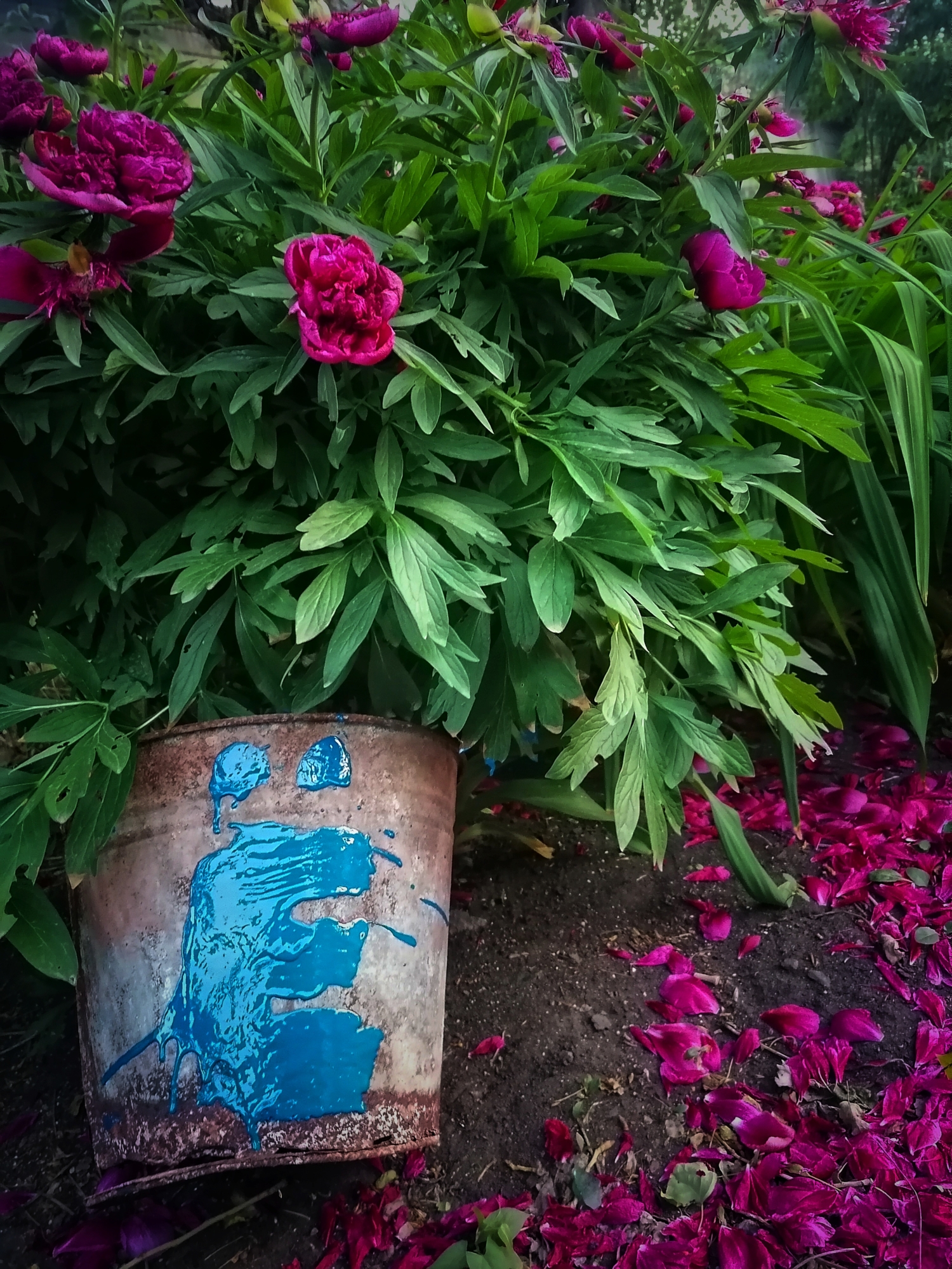 Пионы Ёкнули и начали осыпаться