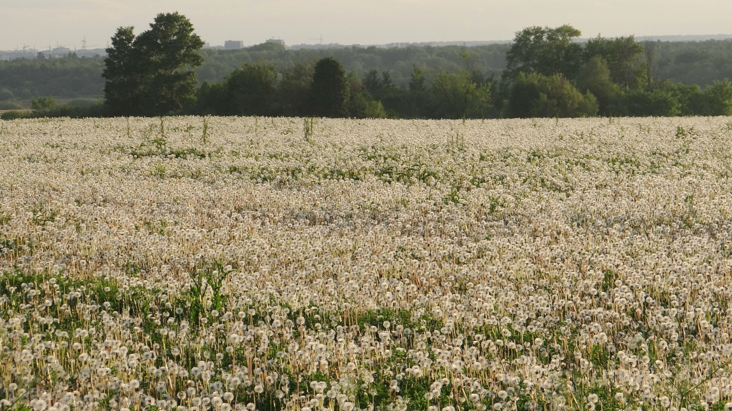 Самое мягкое поле!