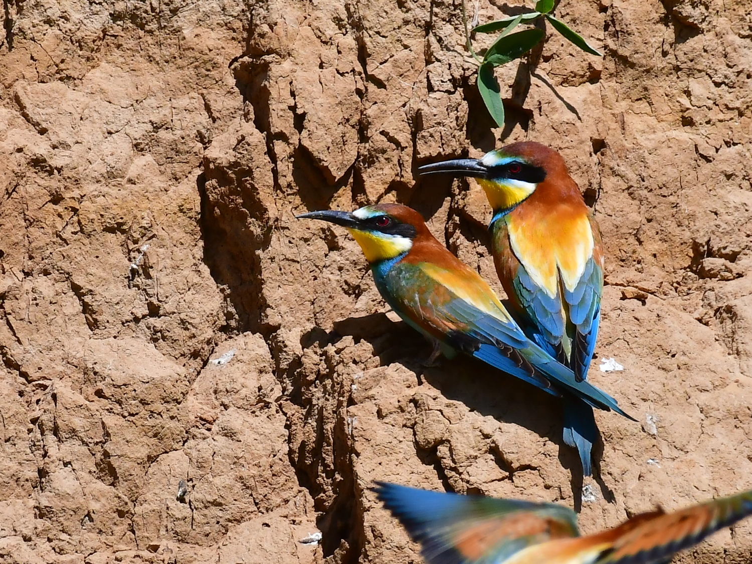 Птица-радуга