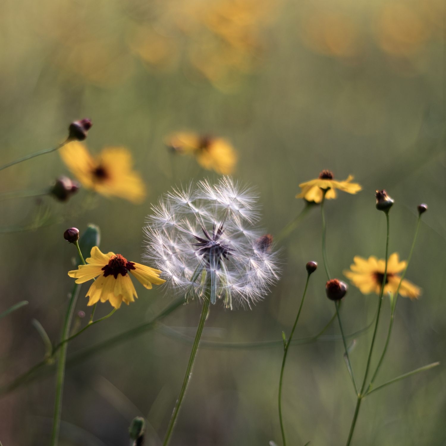 Опушившийся