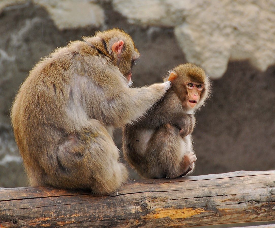 В мягкой шубке у макаки живут бяки)))