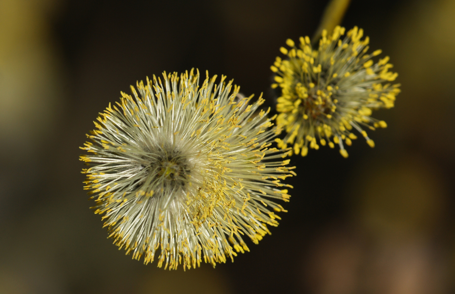 Мягкий аллерген
