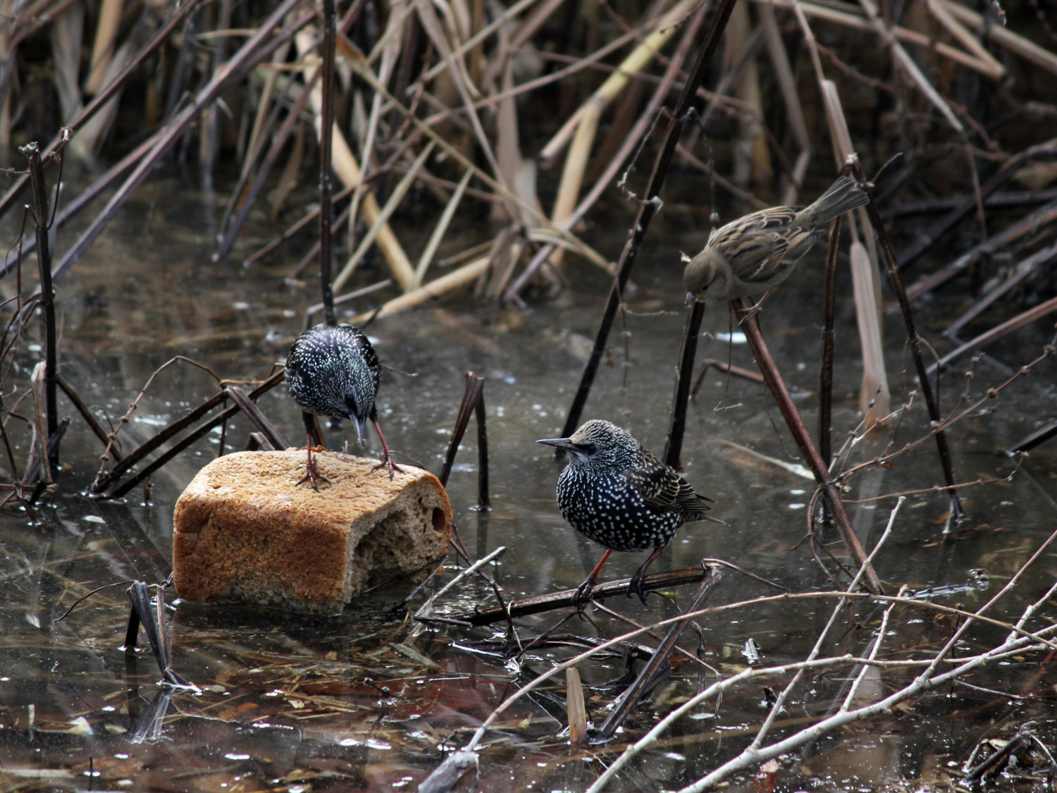Жестокие разборки у пруда