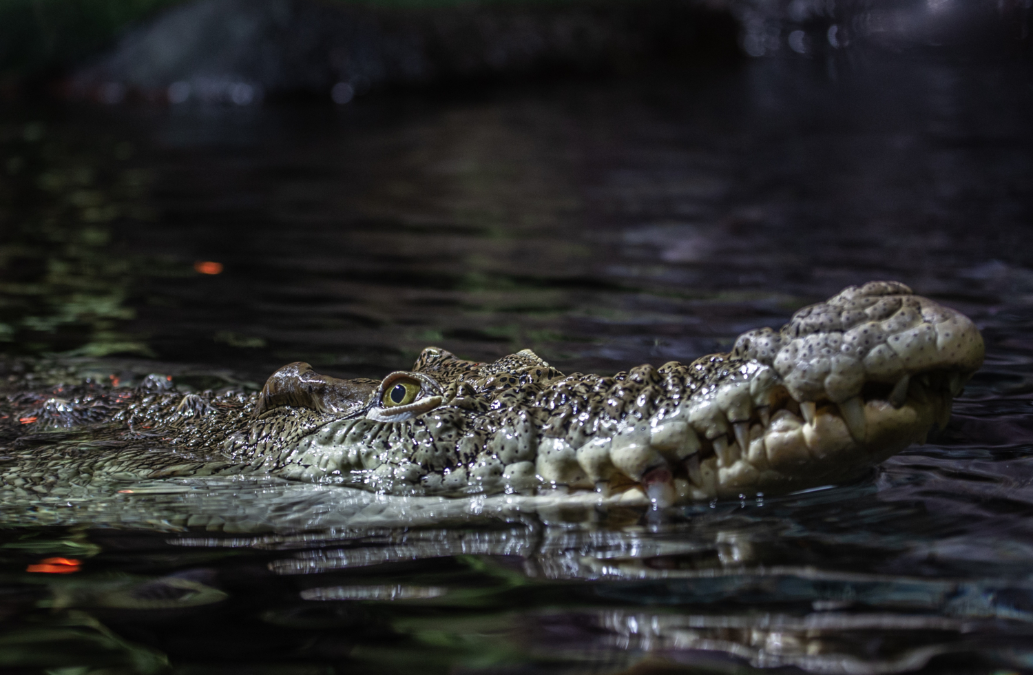 Как погладить крокодила?