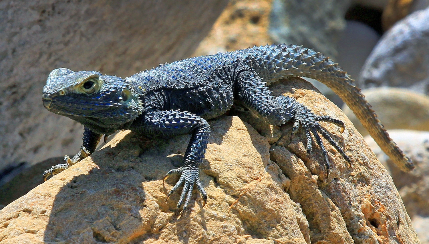 Колючий, когтястый, но все же прекрасный!