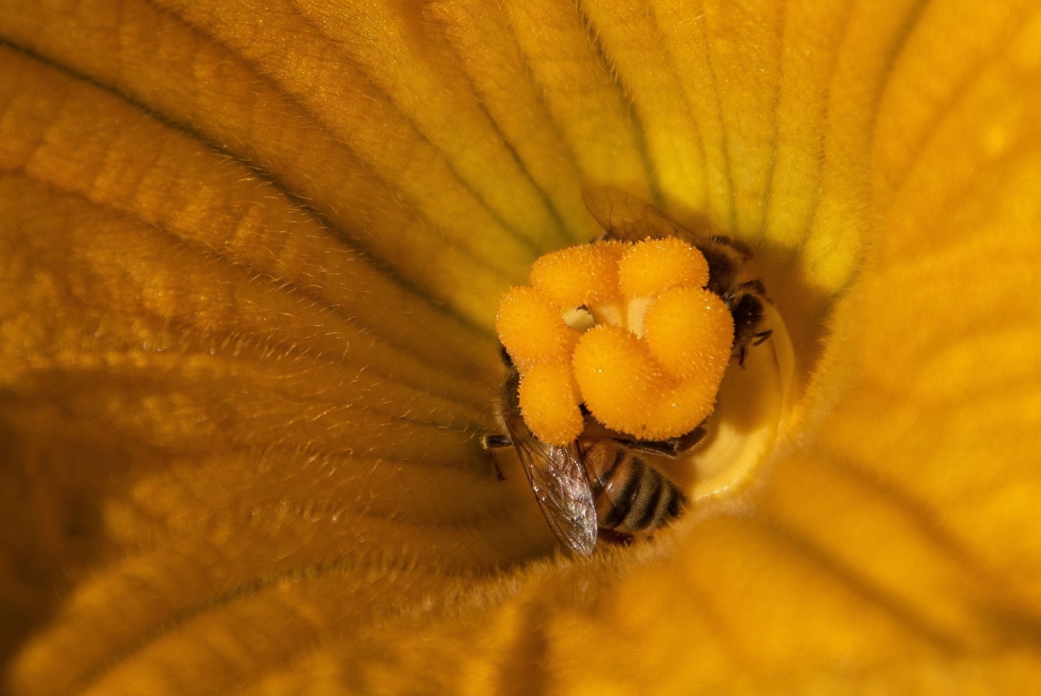 Полосатая жизнь