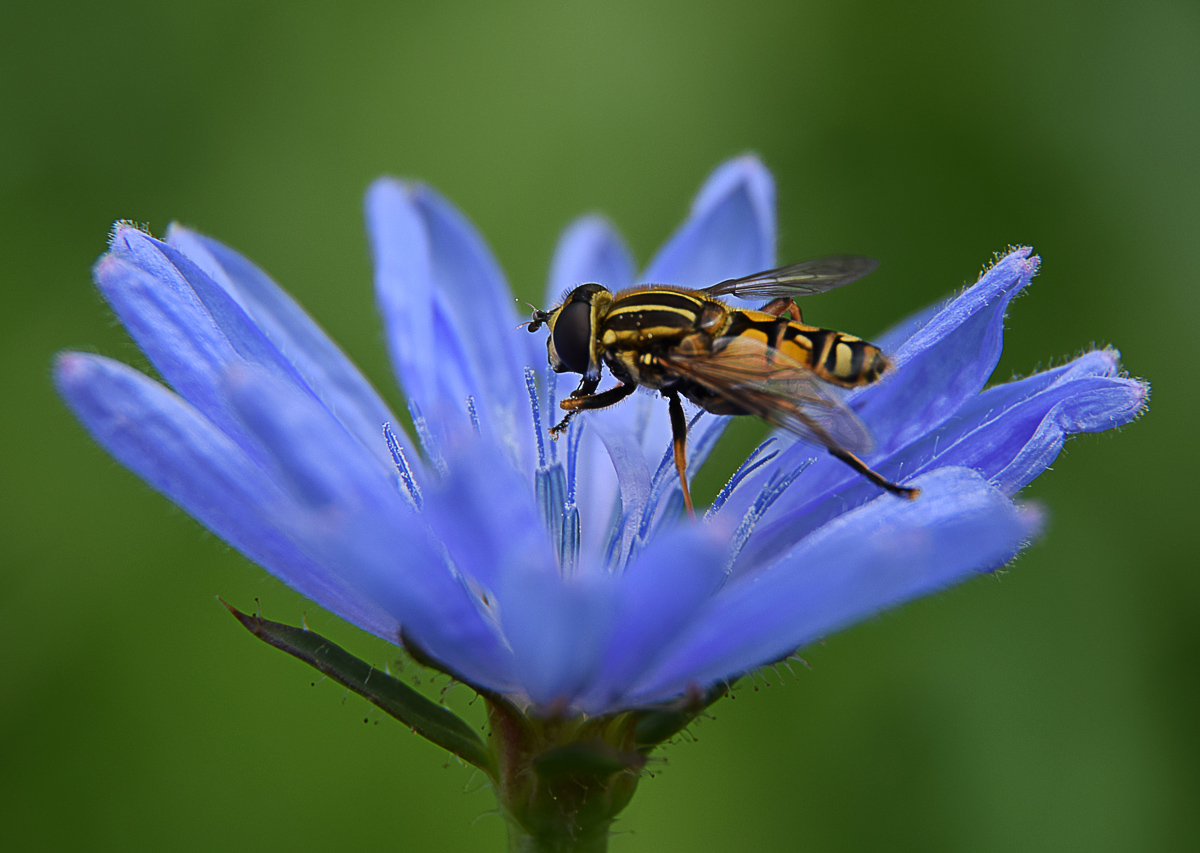 На цветке цикория