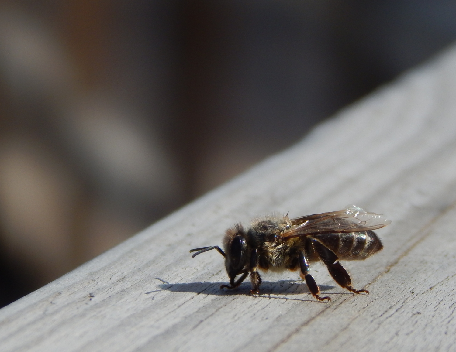 Я и моя тень