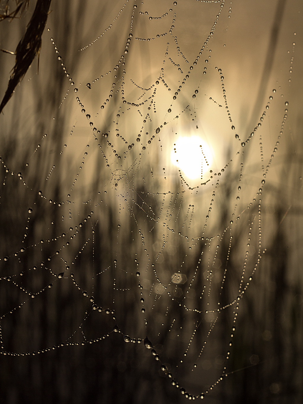 В бриллиантах утренней росы
