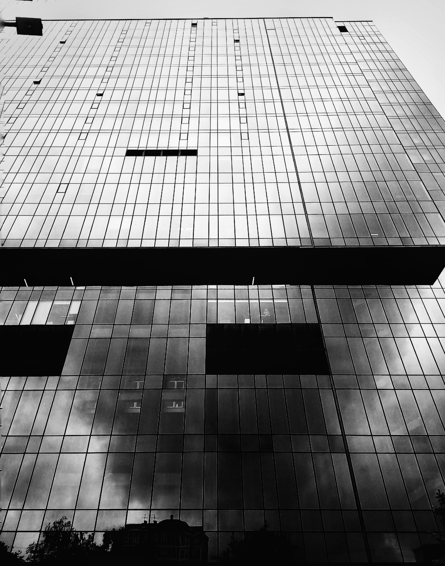 Тень дерева в пространстве стёкол