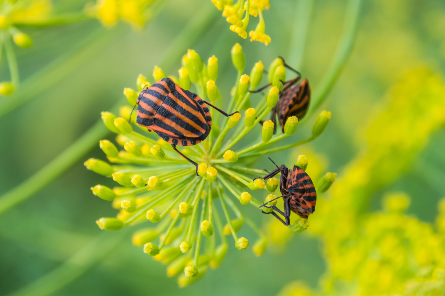 Приключения "итальянцев" в России