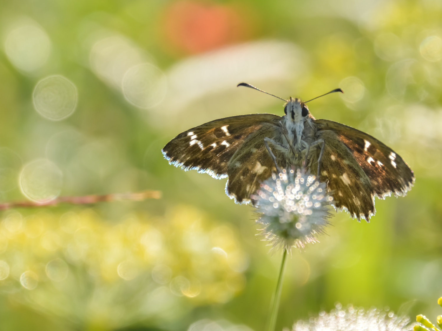 Хрустальное утро