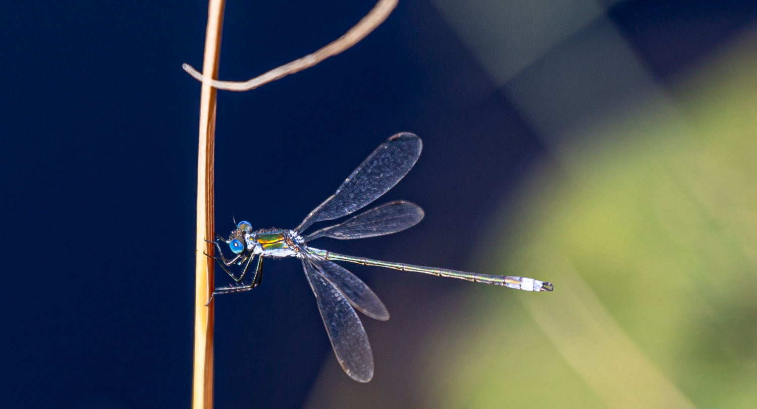 Голубоглазка