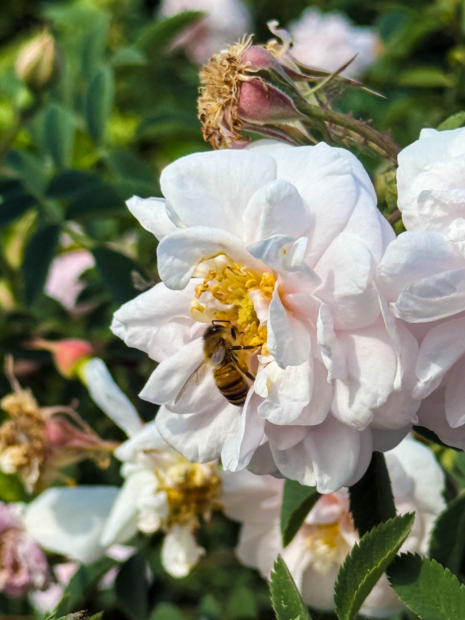 Хрупкость с характером