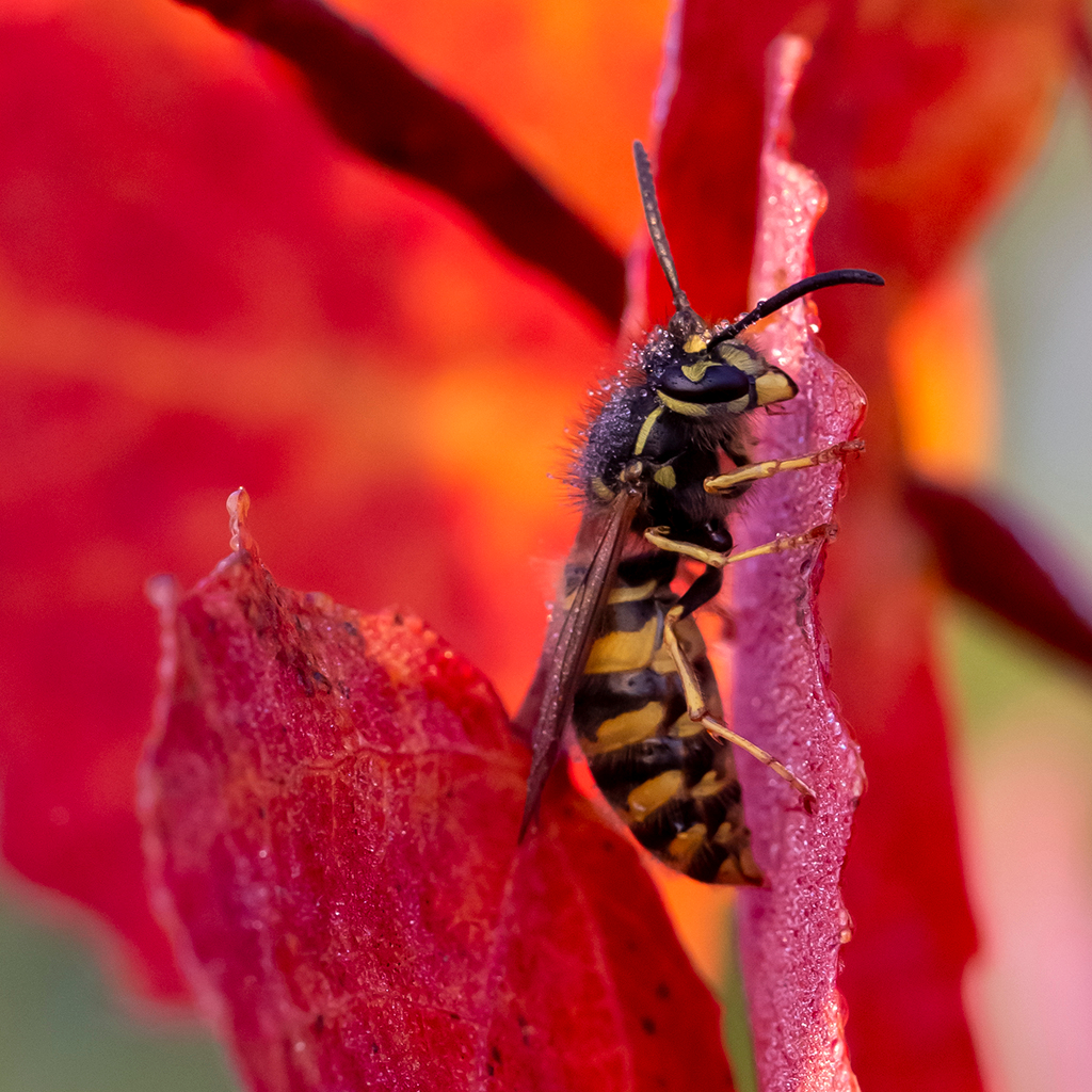 Оса на осенней осине