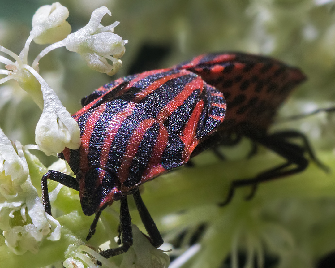 Из жизни полосатиков
