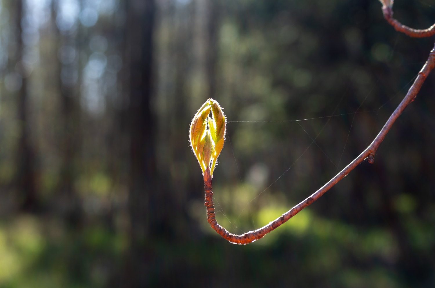 Итальянская веточка