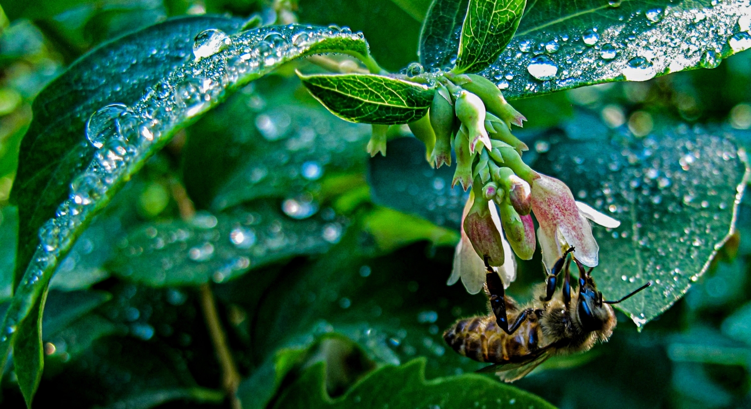 После дождя