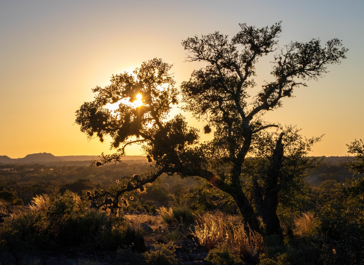 Солнце в ветвях