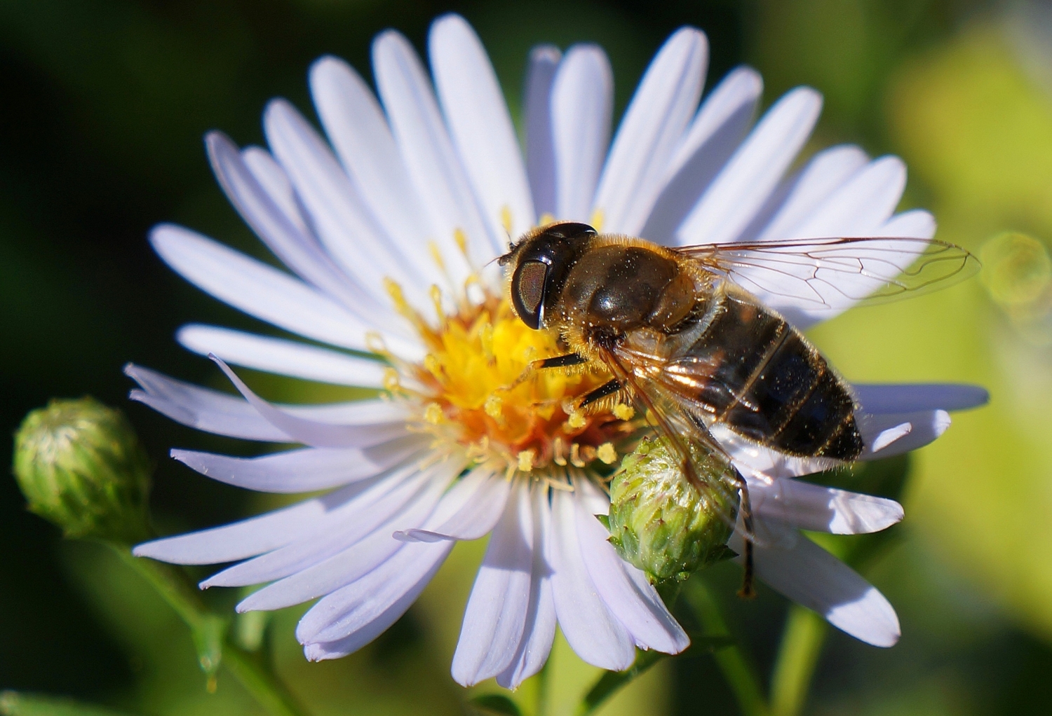Муха-журчалка
