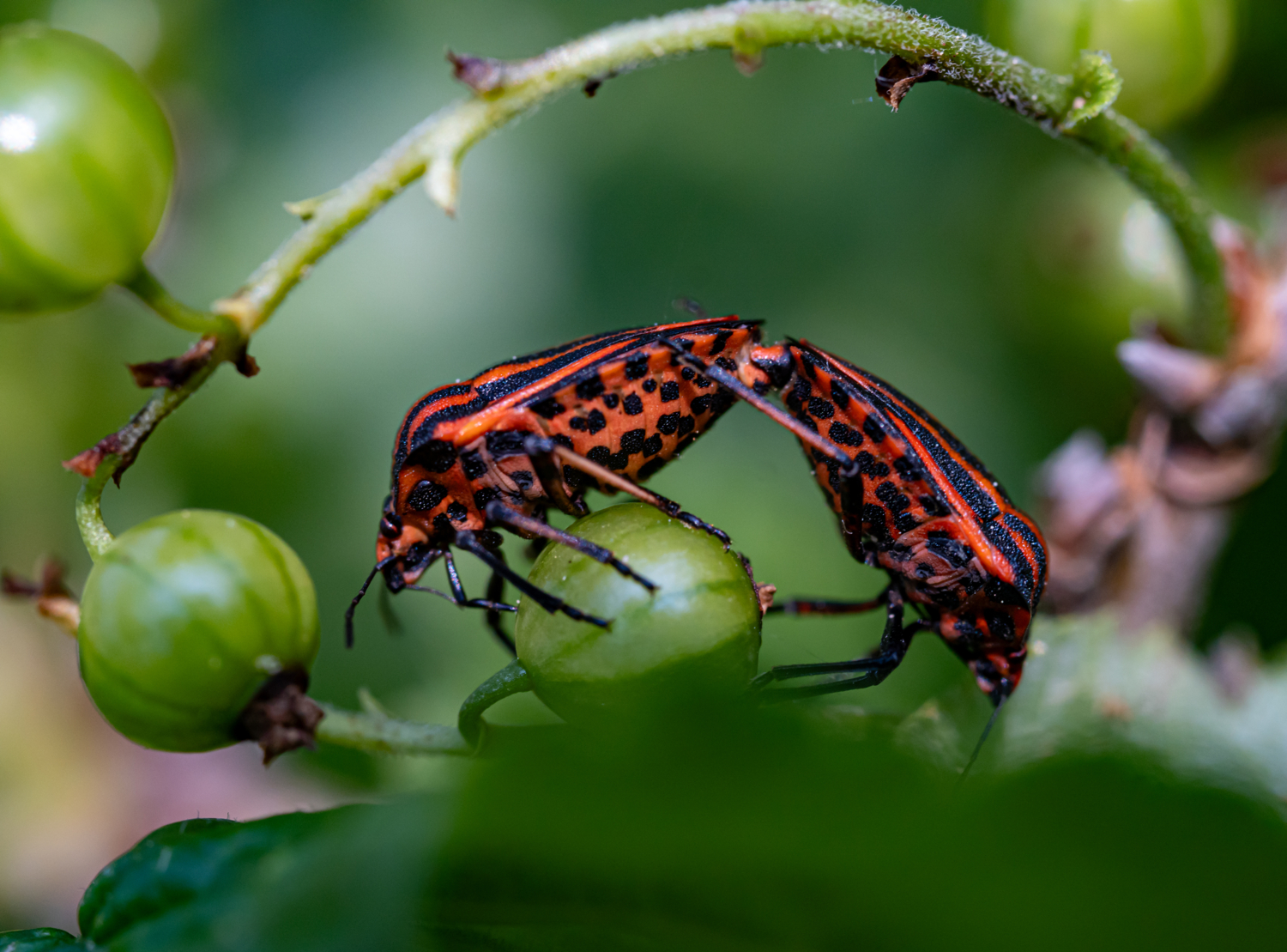Ах эта свадьба...
