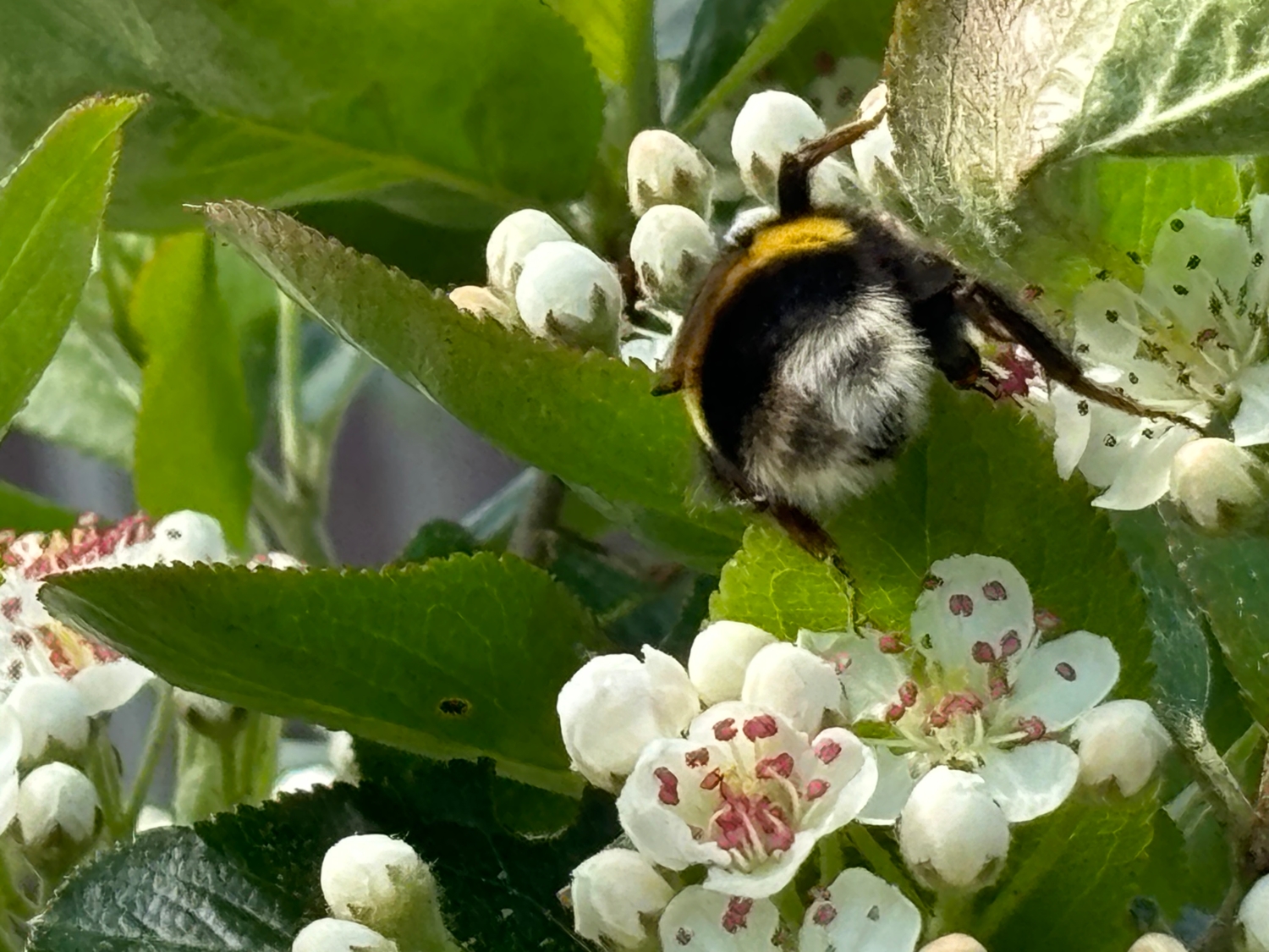 Мохнатый симпатичный