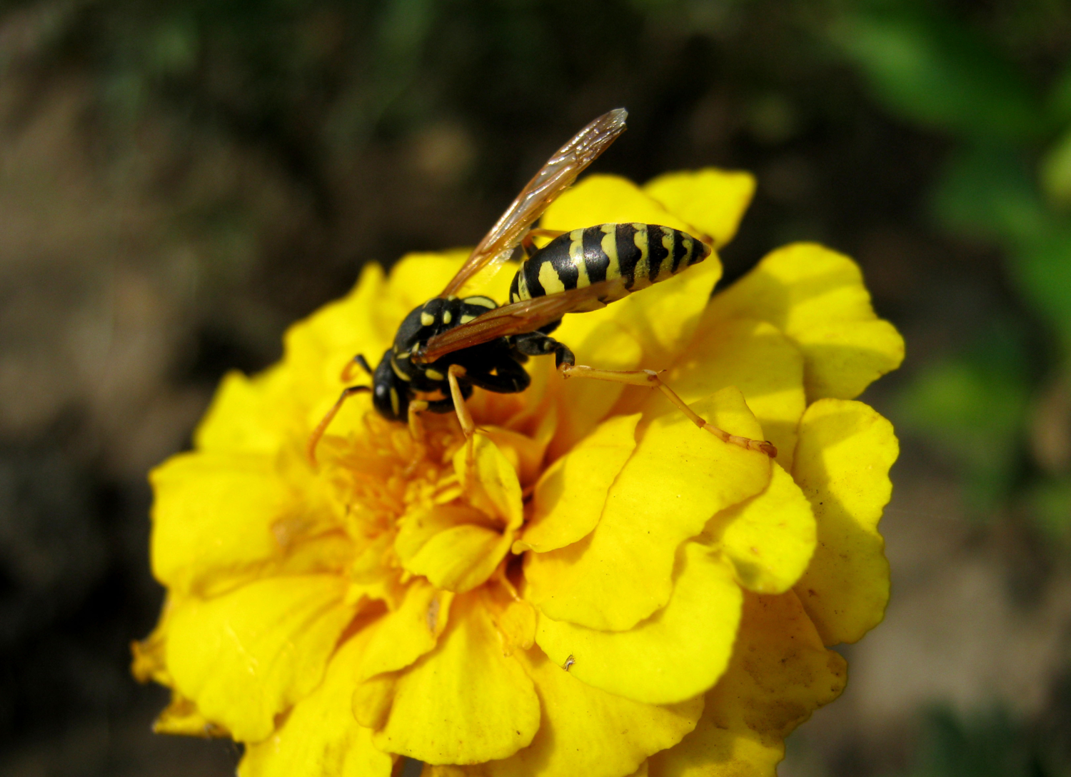 Полосочки в тон