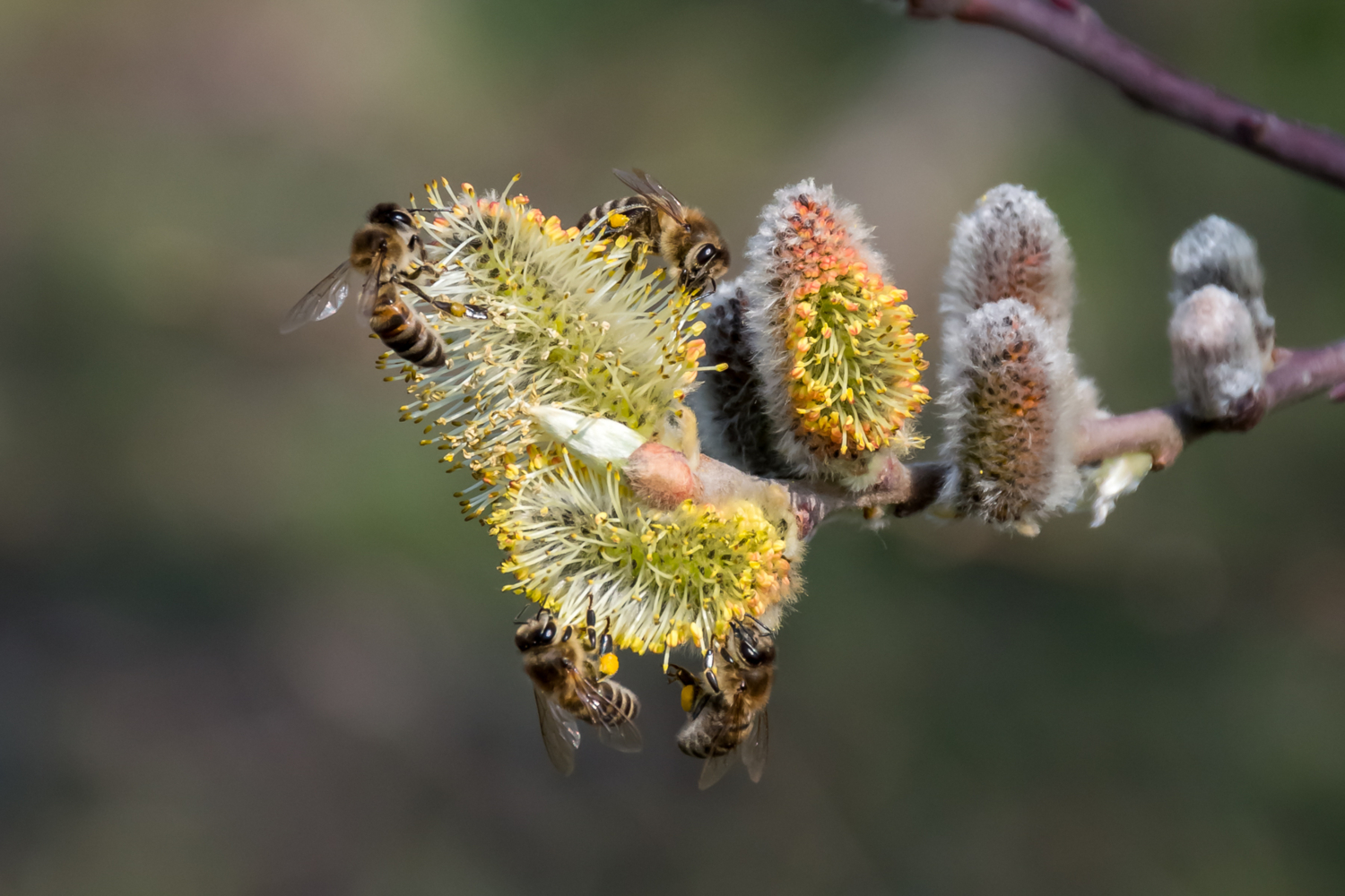 Группа в полосатых купальниках