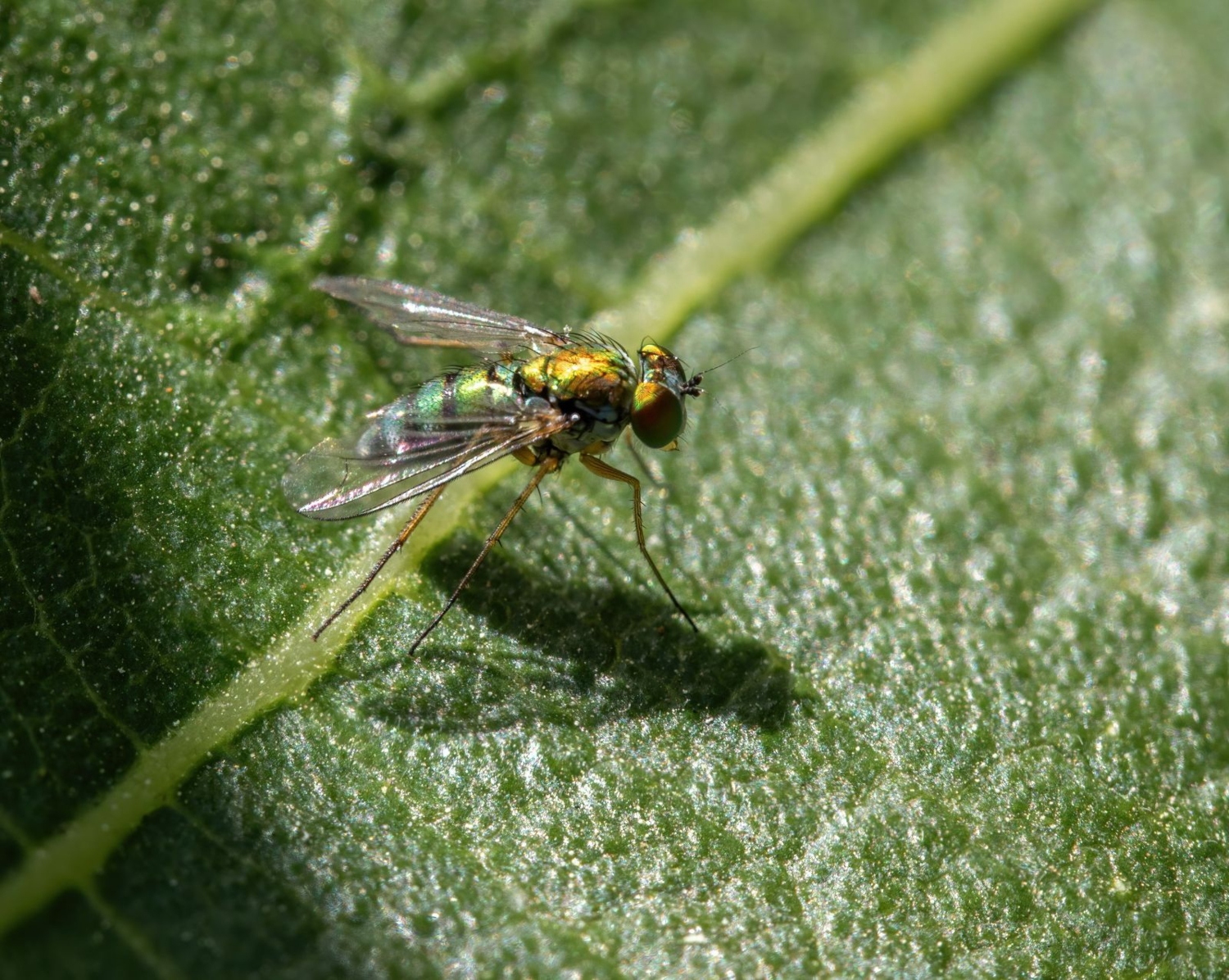 Ооочень маленькая мушка