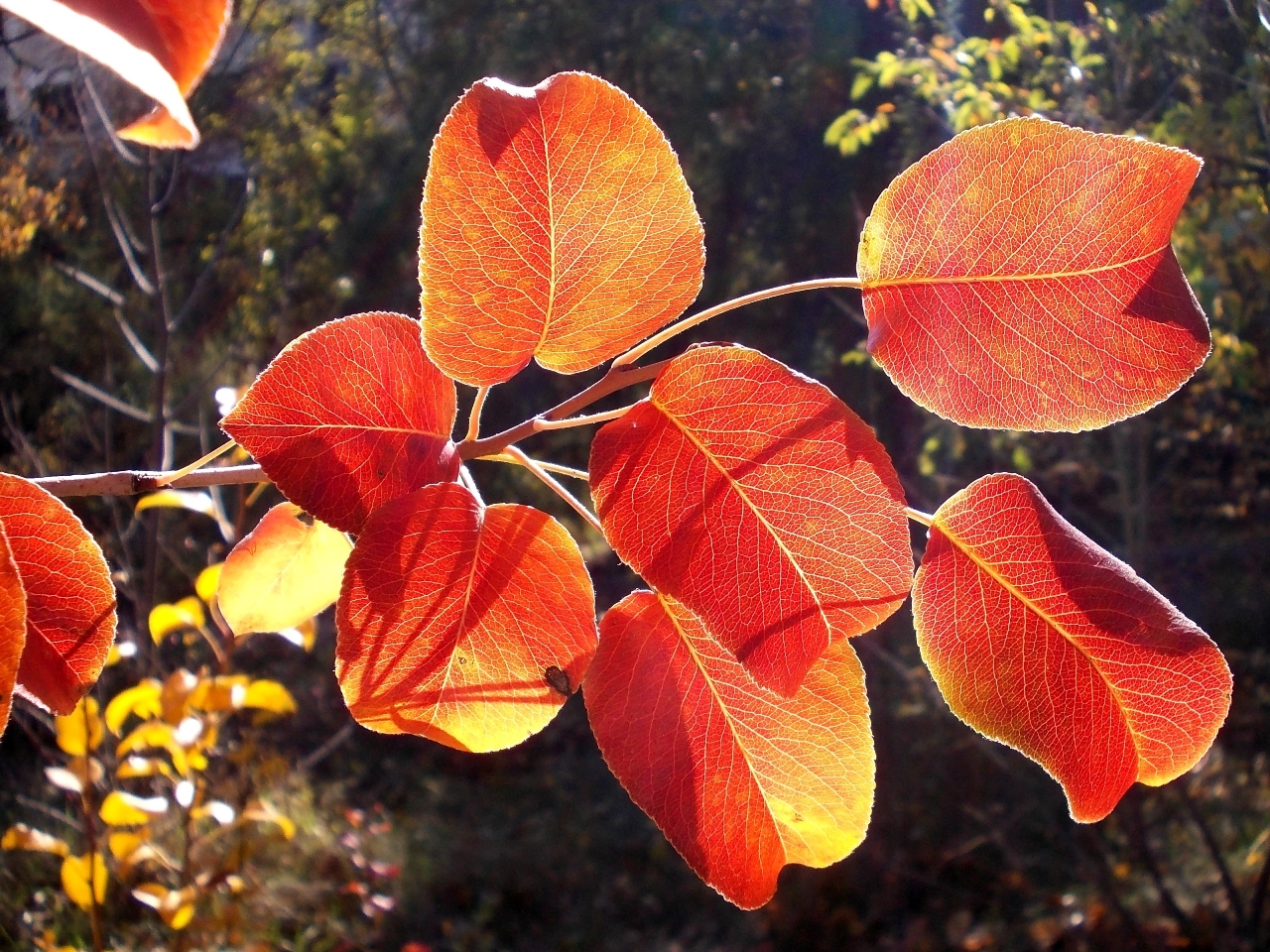 Осенние листья