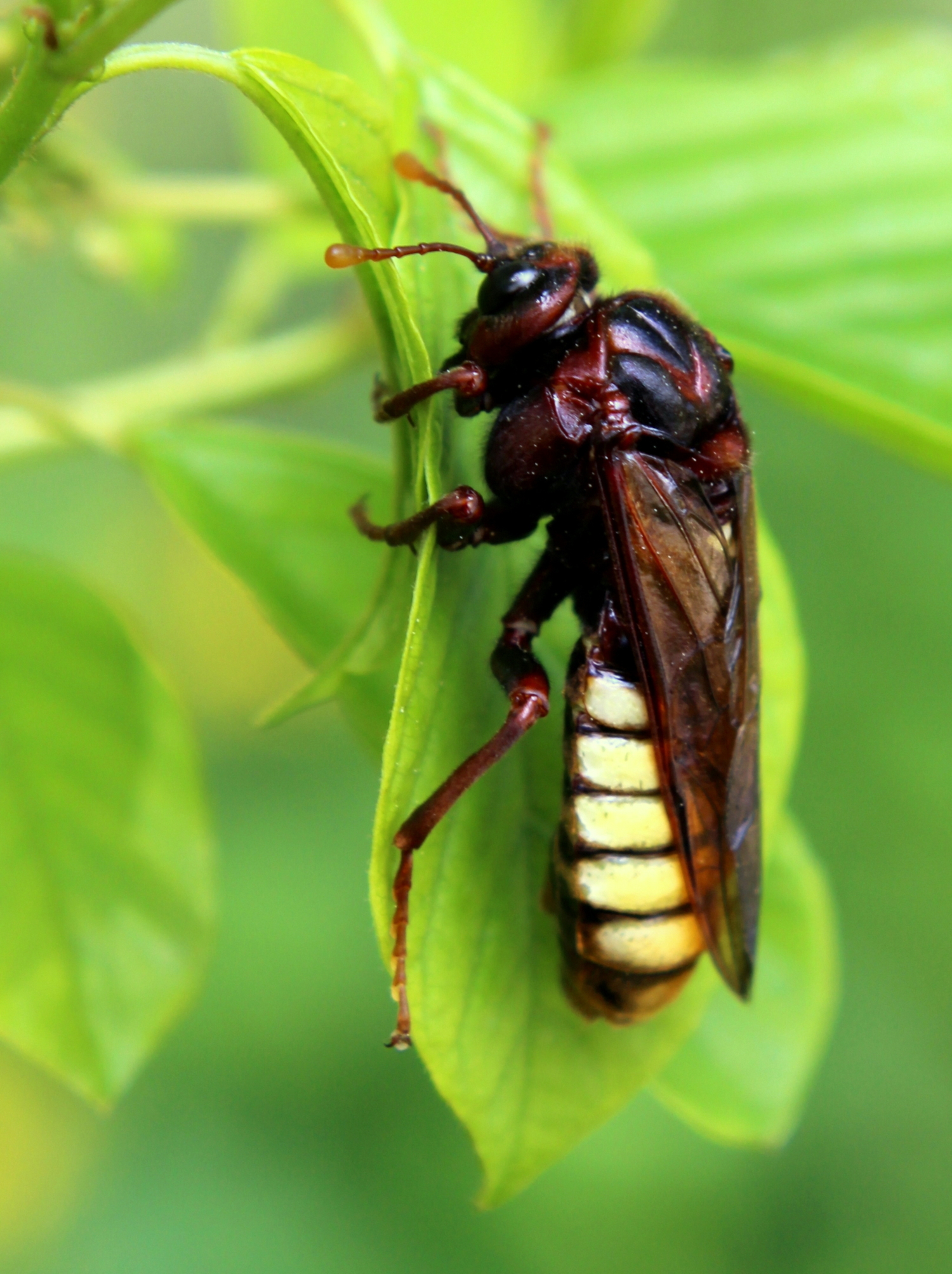 Берёзовый пилильщик.
