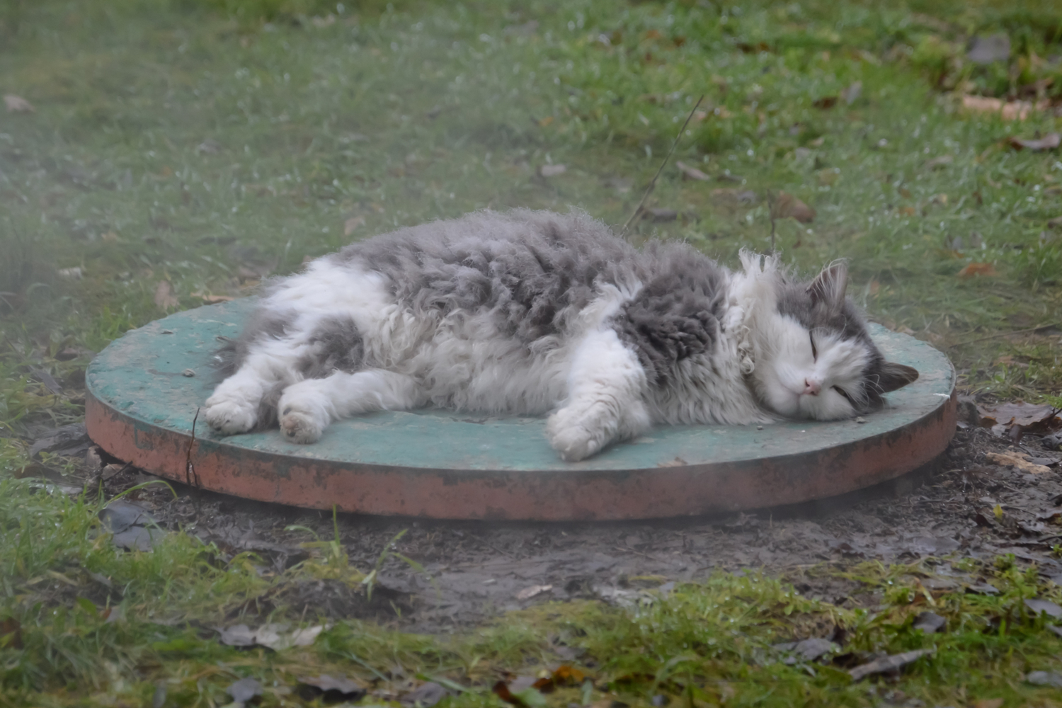 Пар костей не ломит