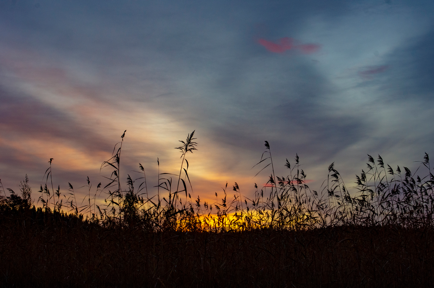 Тростник у порога зари
