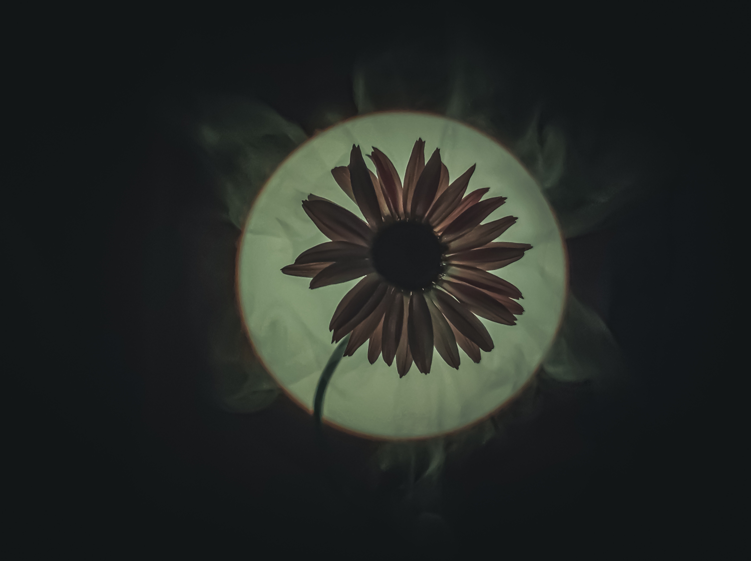 Ромашка парящая