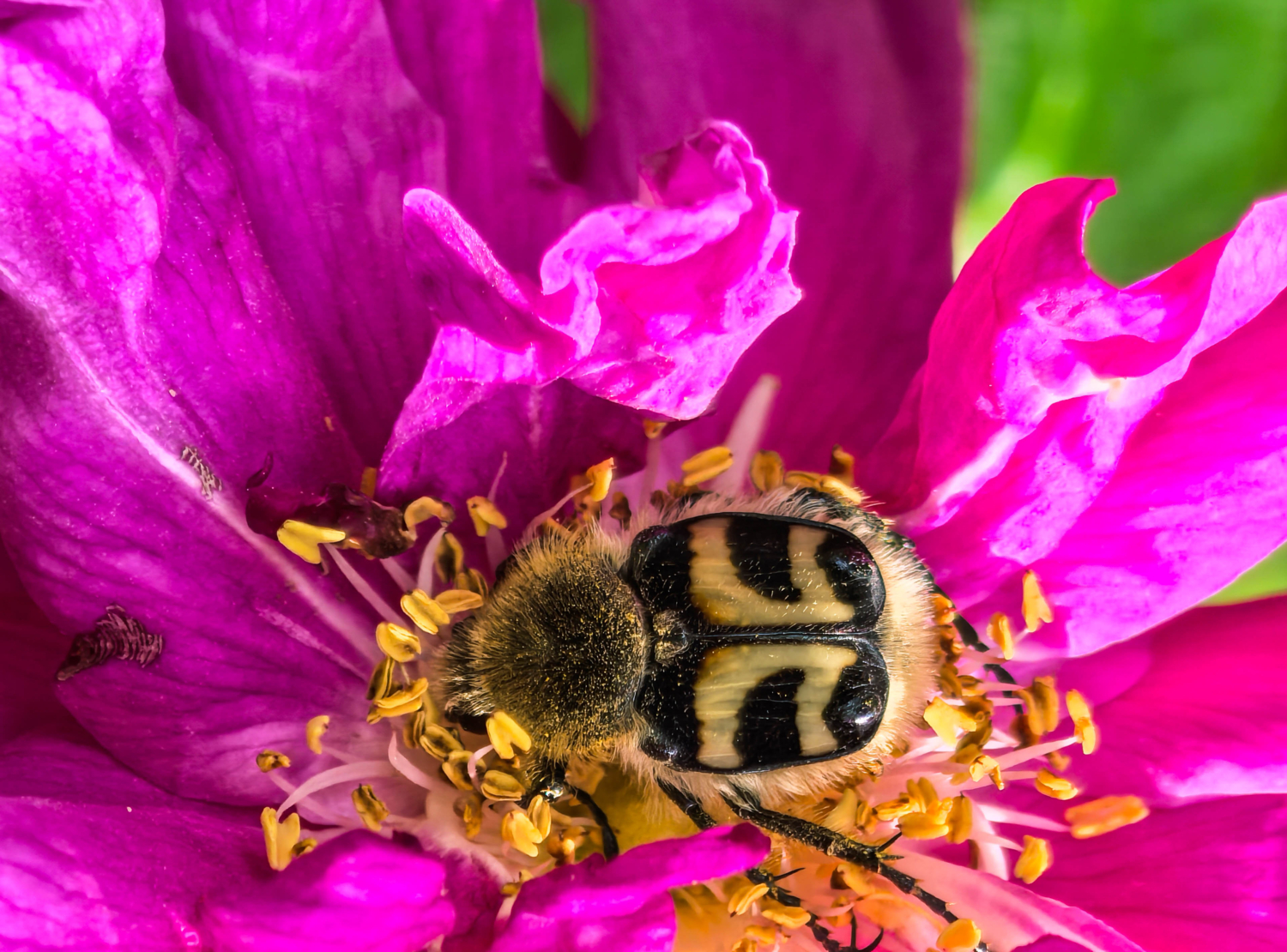 Восковик перевязанный
