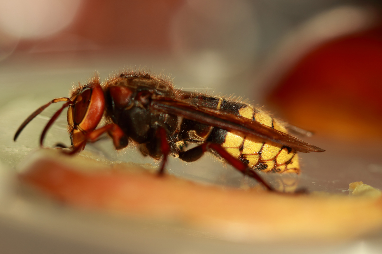 На десерт...