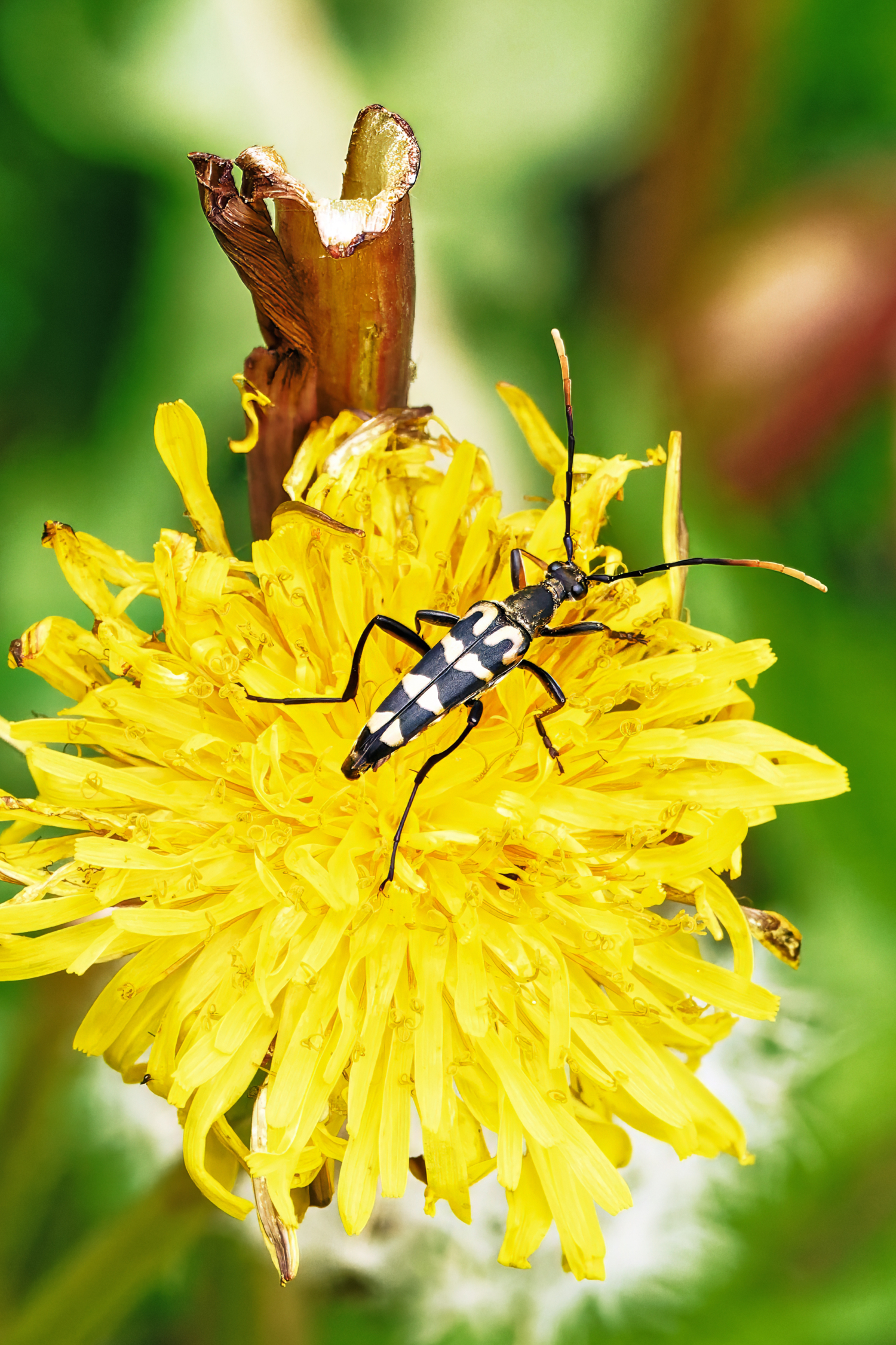 С раскалёнными усами