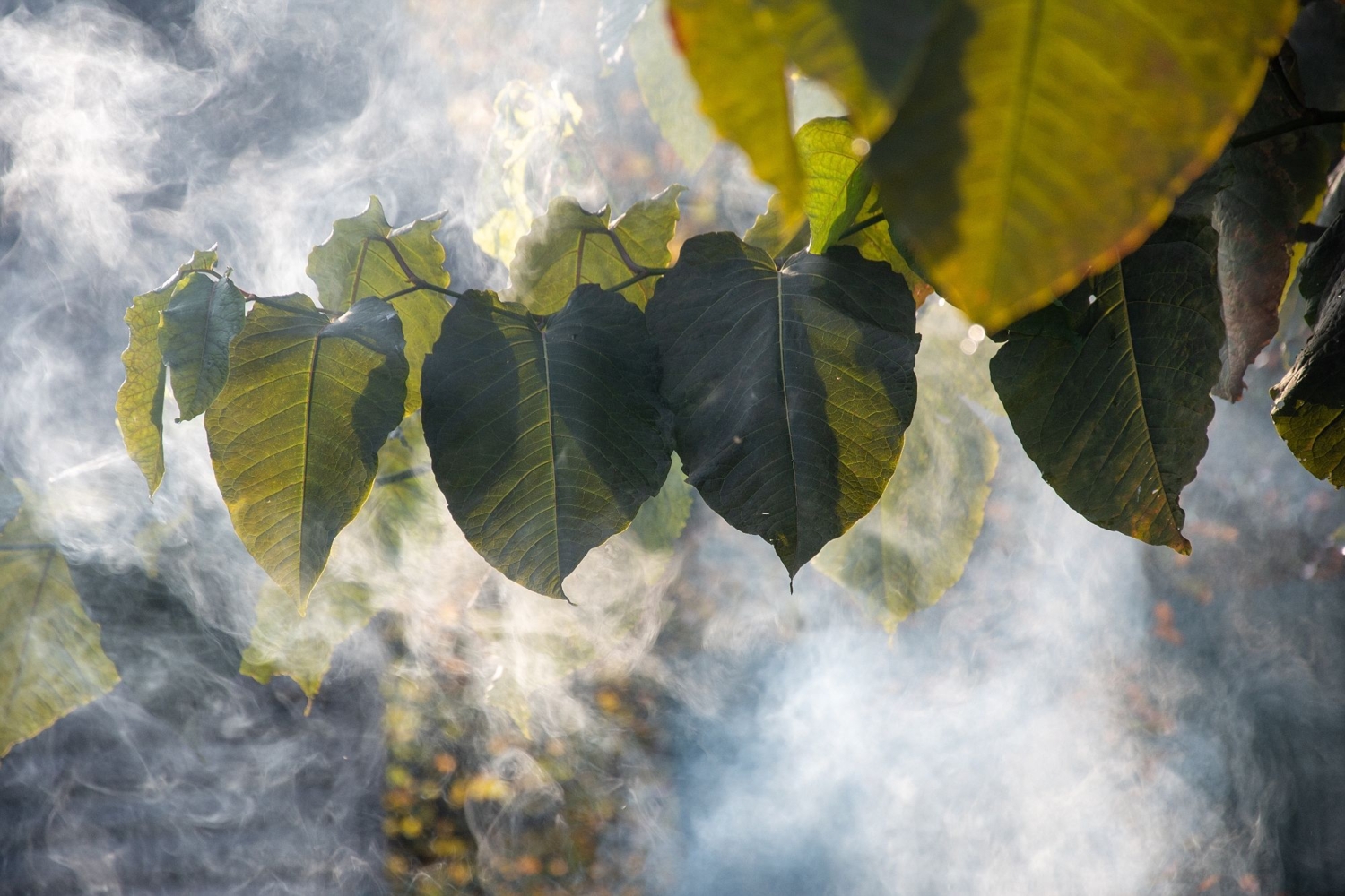 Солнечный дым