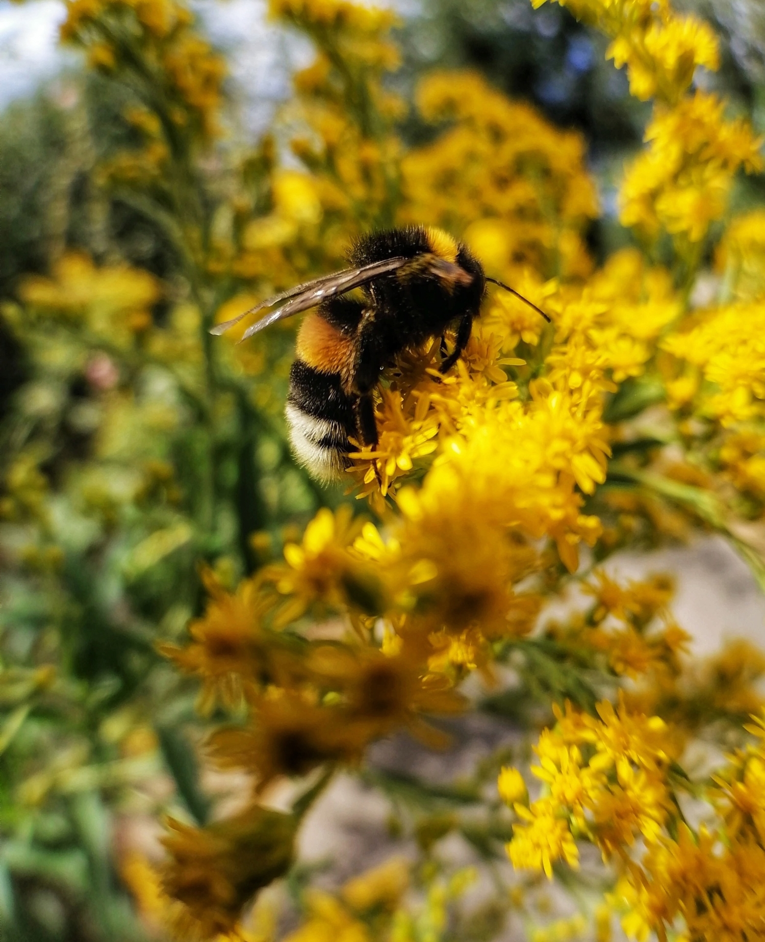 Шмель влюблённо целует лепестки
