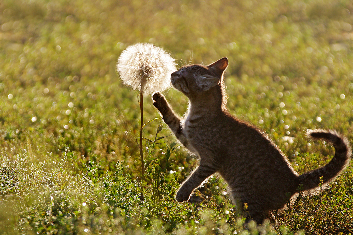 Козлобородник и кот