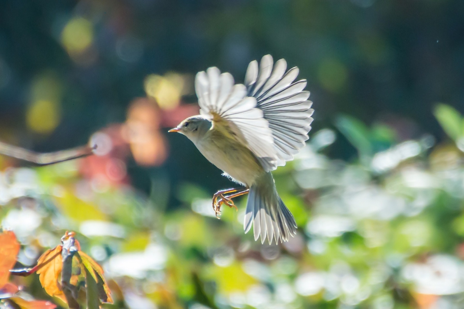 Птичка-невеличка