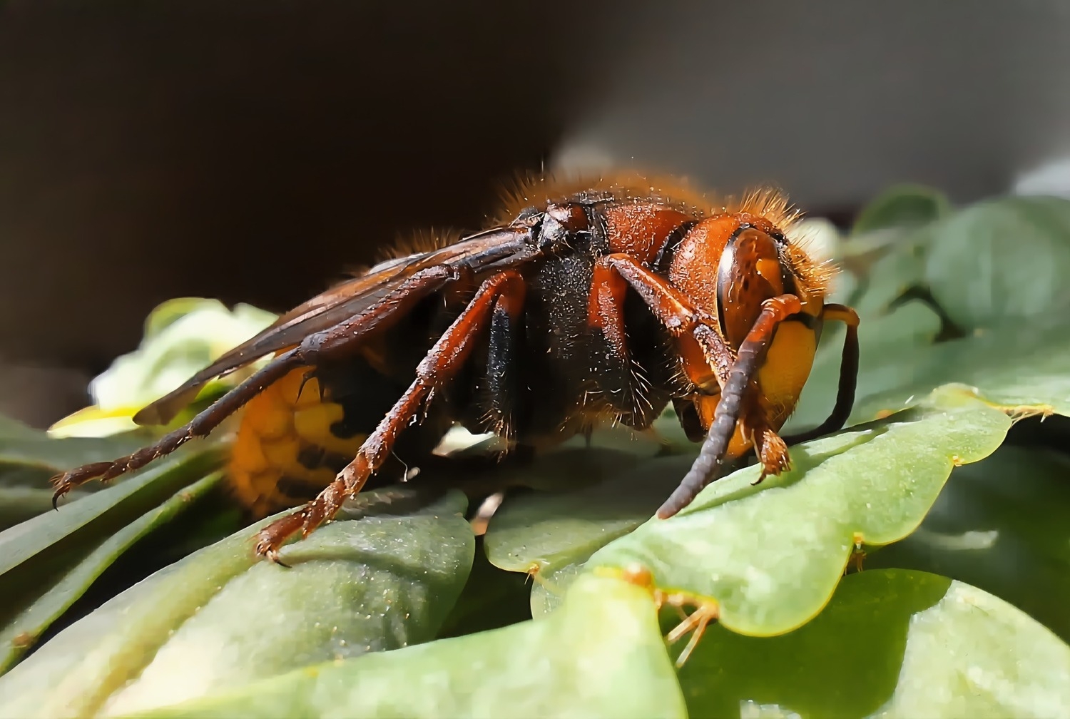 Его величество шершень