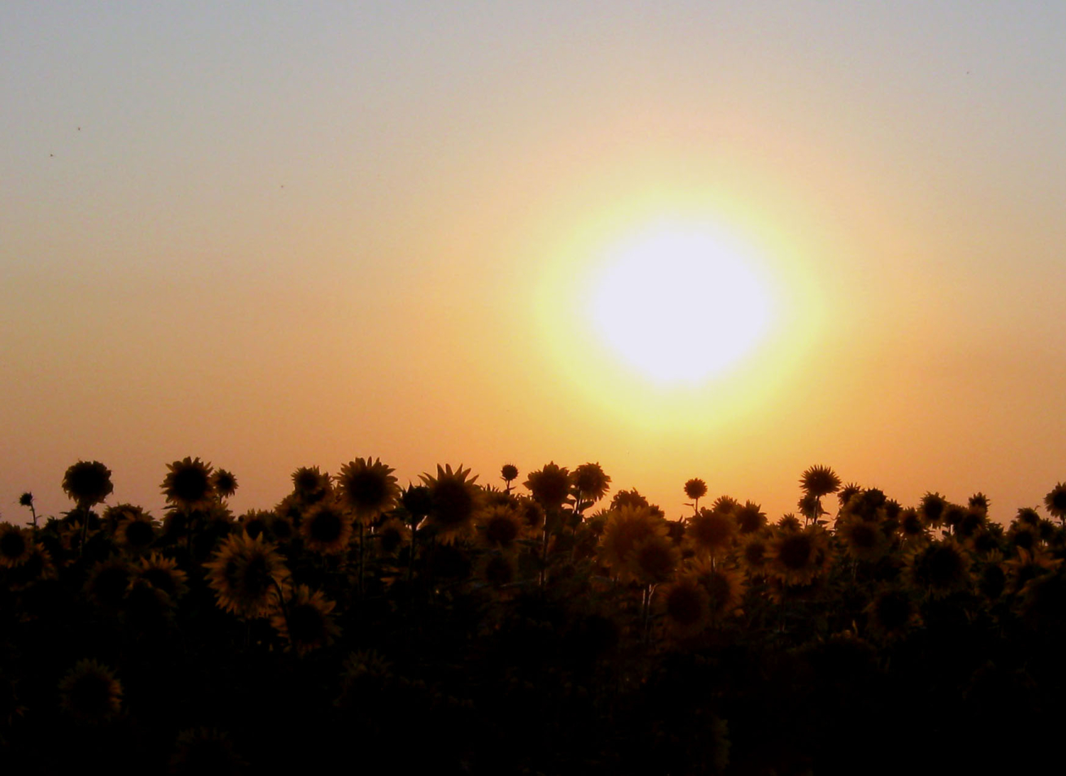 Подсолнухи