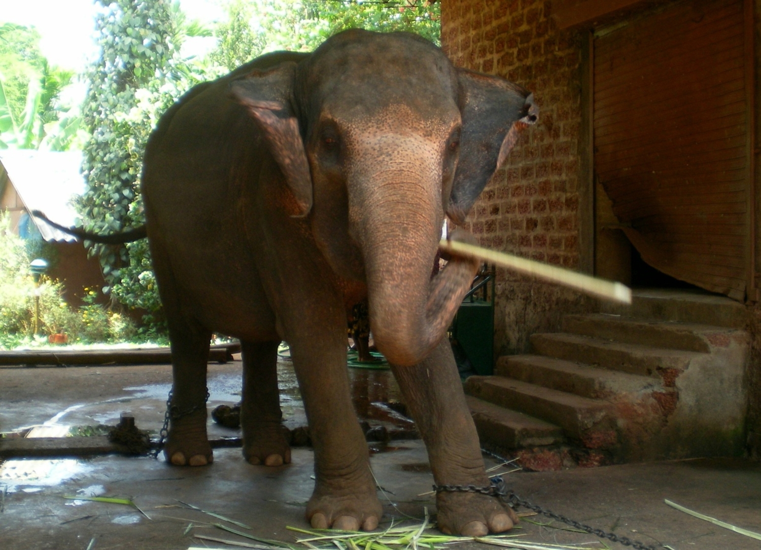 Жестокость