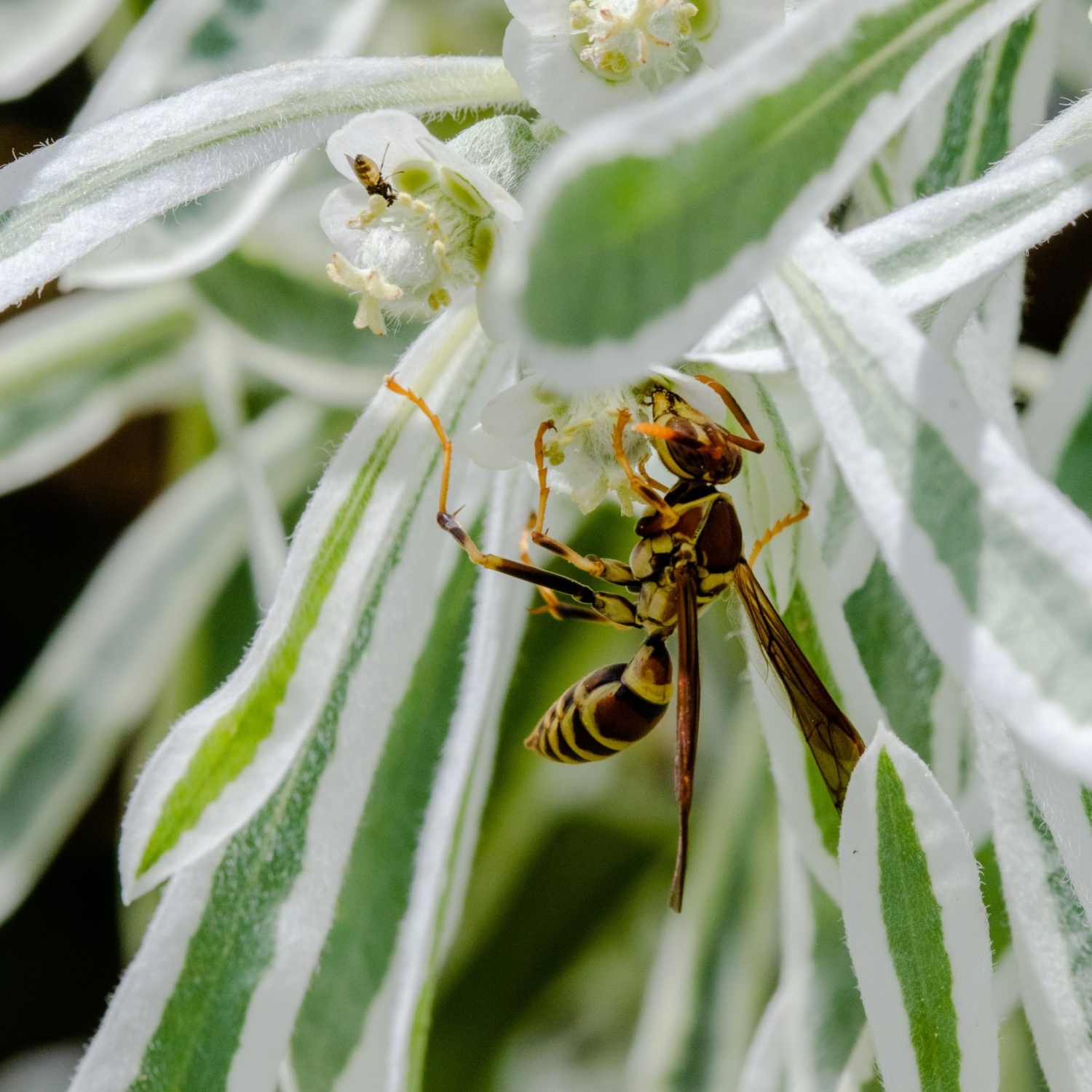 И хищницы любят сладкое