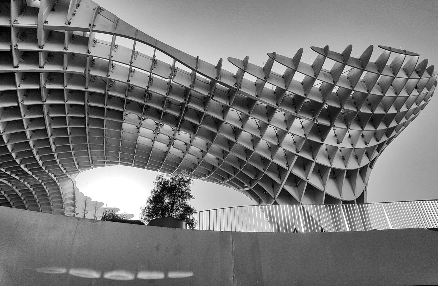 Грибы Севильи.