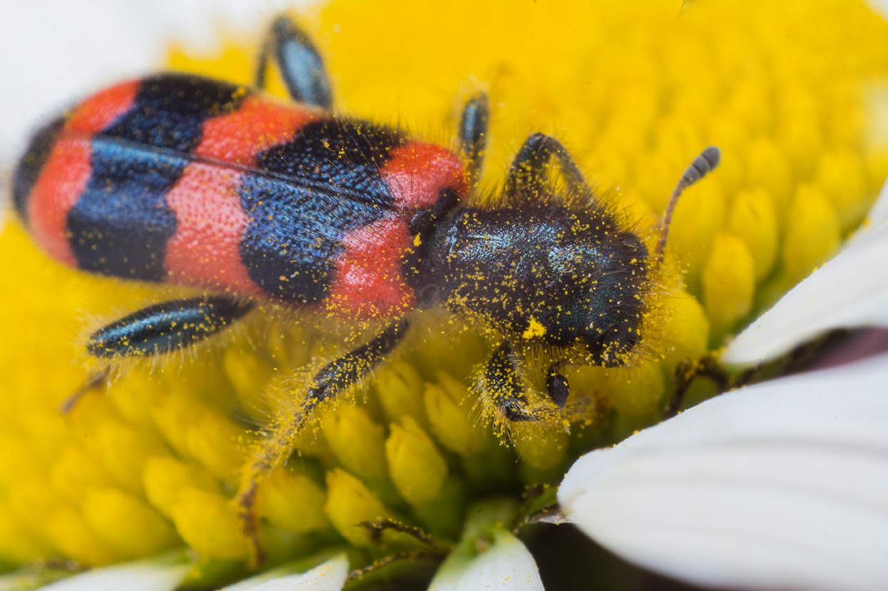 На цветке маргаритки