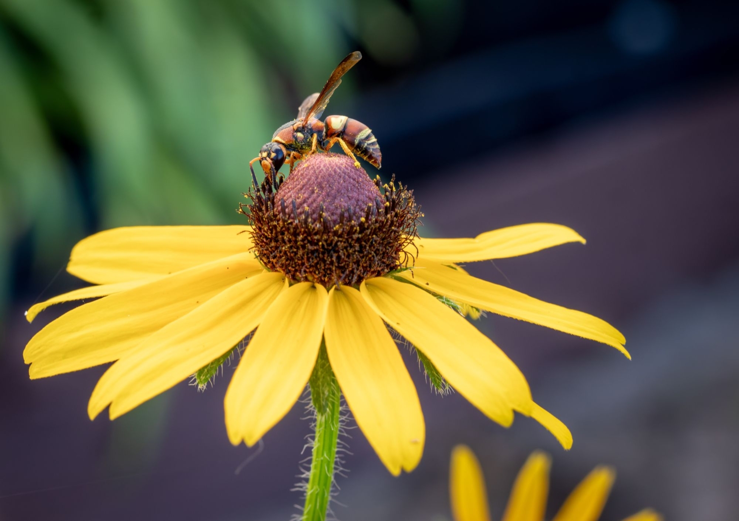Жёлто-коричневое