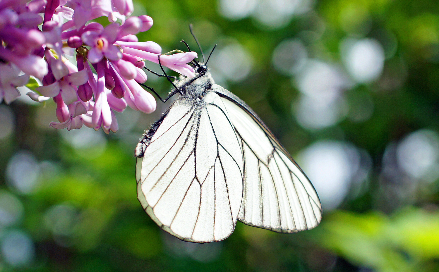 Боярышница